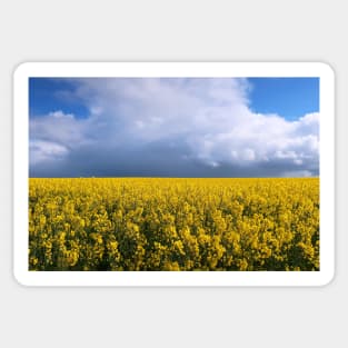 Rapeseed field Sticker